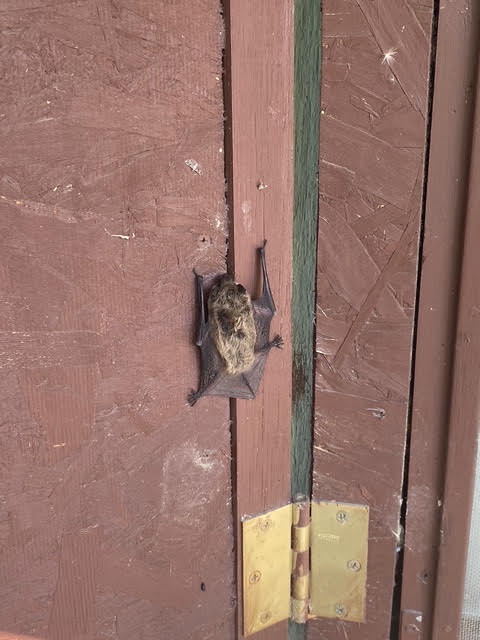 A bat roosting on one of the cabin's old wooden shutters