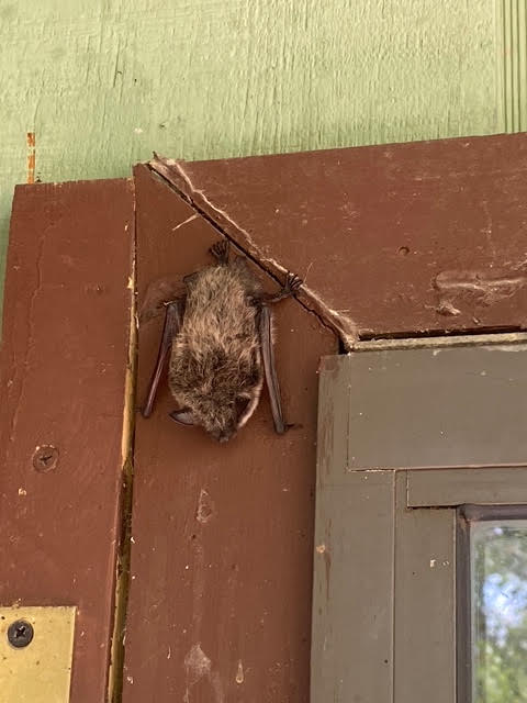 A bat roosting in a window frame corner